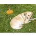 Intellileash Products Intelli-Stayk Dog Tie-Out Stake with Special Surface Lock Technology. Prevents Pulling Out and Bending. (Intelli-Stayk with Beast Dog Surface-Lock) - Buy Online on GoSupps.com