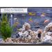 Royal Imports 5LBS River Rocks - Decorative Pebbles for Garden, Plants, Vases, Succulents, Aquariums & Crafting - Buy Online on GoSupps.com