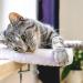 Pfotenolymp Premium Window Sill Cat Bed - Cozy Window Bed for Cats - Durable and Stylish Cat Perch - Buy Online on GoSupps.com
