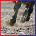 Equine America Lamigard Advanced Care Pellets 1.5kg - Buy Online on GoSupps.com