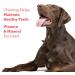 DreamBone Holiday Rawhide-Free Dog Chew Treats | Mixed Shapes with Real Meat and Vegetables | 2 Count - Buy Online on GoSupps.com