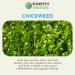 Earth Elements Organics Chickweed Oil Herbal Remedy Infused in Sunflower Seed Oil Organic Skincare for All Skin Types - 1 fl oz - Buy Online on GoSupps.com