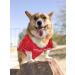 San Francisco 49ers NFL CHICAGO BEARS Mesh Jersey for Dogs and Cats - Red - Medium | Pets First Pet Supplies - Buy Online on GoSupps.com