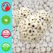 Bonka Bird Toys Sola Atta Balls - Organic Foot Beak Chew Toy for Small Pets - Pack of 3 - Buy Online on GoSupps.com