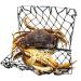 AirFly Foldable Castable Crabjaw Trap with Bait Clip - Durable & Convenient Design | 1pc - Buy Online on GoSupps.com