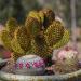 Altman Plants Assorted Cactus Collection - 2.5 Inch 4 Pack - Buy Online on GoSupps.com