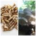 Oyster Mushroom Mycelium Plug Spawn - 100 Count - Grow Edible Gourmet & Medicinal Fungi On Trees & Logs
