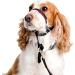 Halti Head Collar Adjustable Head Halter Collar for Dogs Head Collar to Stop Pulling for Small Dogs & Training Lead for Dogs Dog Lead to Stop Pulling on Walks Large Black Medium + Training Lead for Dogs Large Black - Buy Online on GoSupps.com