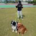 2 Way Nylon No Tangle Dog Pet Coupler Leash Reflective Double Dog Lead Dual Shock Absorbing Bungee Double Leash Coupler - Walking 2 Big to Medium Dogs on One Lead - No Tangle 360 Swivel Clip - Buy Online on GoSupps.com