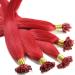 hair2heart Extensions Real Hair Bondings straight - 100 strands 1g 60cm 0/44 red intense #Red 60cm 100 strands