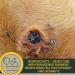 Silver Spray for Animals | Wound Healing & Protection for Dogs Cats & Pets | 100ml Aluminum Wound Disinfectant Spray - Buy Online on GoSupps.com