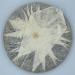 Pu-erh tea 2008 Octagonal Pavilion ( ) Arbor Ancient Tree Tea (Blue Classic) 357g Raw - Buy Online on GoSupps.com