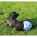Joydaog Reusable Dog Diapers for Large Dogs - 4 Pack Camouflage Colors | Size L - Buy Online on GoSupps.com