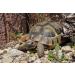 Linsor Turtle Soil - Natural Fertilizer-Free Substrate for Tortoises & Reptiles | 50 Liters - International Shipping Available - Buy Online on GoSupps.com