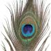 10pcs Multicolored Natural Peacock Feathers for DIY Crafts and Easter Decoration - 10-12 inch - Buy Online on GoSupps.com