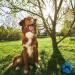 Belisy Dental Care Bach Flowers for Dogs & Cats - Teeth & Tartar Solution - Alcohol-Free with Thyme & Peppermint - 10g - Buy Online on GoSupps.com