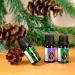 Forest Magic Organic Essential Oils Set - Scotch Pine, Juniper, Silver Fir | 100% Pure & Natural, Therapeutic Grade | Family-Owned Farm | Non-GMO | 3 x 10 ml - Buy Online on GoSupps.com