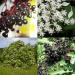 EUROPEAN ELDERBERRY Sambucus Nigra - 25+ SEEDS