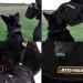 DINGO GEAR Gizmo Bite Wedge for K9 IGP Dog Sports Bite Work Special Forces Training Universal Sleeve with 3 Holders Handmade Nylcot Material Black (S00518) - Buy Online on GoSupps.com