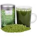 SM Vitality 100g Matcha Green Tea Powder - Rich in Antioxidants and Vitamins - Boost Immunity and Metabolism - Original Flavour - Buy Online on GoSupps.com