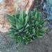 Live Aloe Nobilis & Succulents Plants - Indoor Houseplants by Plants for Pets - Buy Online on GoSupps.com