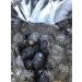 Premium Large Ajwa Dates 900g by Afdhal - Buy Online on GoSupps.com
