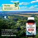 LAB Zinc Picolinate 100mg - Immune Support Supplement - 180 Capsules with Ultra High Absorption - Buy Online on GoSupps.com