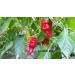 GHINO DI TACCO Pepper seeds - special offer!!!!! - 15 varieties of 150 seeds - Buy Online on GoSupps.com
