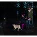 Flexi Retractable Dog Leash 4.6m (16ft) - Small - Black | International Shipping Available - Buy Online on GoSupps.com