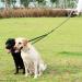 iYoShop Dual Dog Leash - 360 Swivel, No Tangle, Shock Absorbing Bungee - Medium/Large Black - Buy Online on GoSupps.com