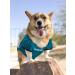 NFL Philadelphia Eagles XX-Large Dog Jersey - Official Licensed Football Costume for Pets - Buy Online on GoSupps.com