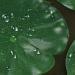 Molain Artificial Lotus Leaves - 8 Realistic Foam Lily Pads for Home Garden Pond Pool & Aquarium Decoration - Buy Online on GoSupps.com