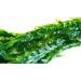 Elodea Densa Aquarium Plants Oxygenating Plant 5-500 Strands (25) - Buy Online on GoSupps.com