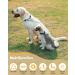 HAPPY HACHI Double Dog Heavy Duty Steel Chain Lead - 2 Dogs Leash S-3.0mm*50cm | Durable & Strong Walking Solution - Buy Online on GoSupps.com