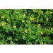 Greater Celandine Herb Tea | Chelidonium Majus L | Grande Ch lidoine Herbe Tisane | Health Embassy (50g) - Buy Online on GoSupps.com