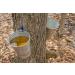 Pack of 5 canned amber maple syrup from Quebec - 100% pure - 540ml cane x 5 units - Buy Online on GoSupps.com