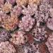 Crystal Rough 1pcs Natural Amethyst Cluster raw Stones geode ReikiQuartz Crystal Minerals Gemstone Remove Negative Suitable for Furniture Decoration (Size : 500-600g) - Buy Online on GoSupps.com