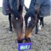 Likit Paddock 8kg | Horse Lick with Essential Vitamins & Minerals | Added Benefit of Garlic Yeast & Oils | 8kg - Buy Online on GoSupps.com