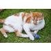 Petface Catkins by Petface Dudley Duck Cat Toys - Interactive and Fun Cat Playthings - Buy Online on GoSupps.com