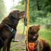 Floxic Premium Kleine Dog 3M Adjustable Leash | Stylish & Durable Touwline for Small & Medium Dogs - Gray & Orange 12mm - Buy Online on GoSupps.com