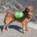 Outward Hound Daypak Green Dog Saddleback Backpack - Large - Buy Online on GoSupps.com