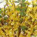 LLZLL 6 Pack 17IN Yellow Forsythia Flower Picks - Spring Floral Stems for Home Decor - Buy Online on GoSupps.com