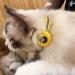 Hepplly Reflecting Airtag Cat Neck Band with Bell & Holder - Safe Stylish & Compatible for Kittens & Cats (Yellow) - Buy Online on GoSupps.com