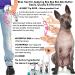 Buy The Blissful Dog Xoloitzcuintli Boo Boo Butter - 1-Ounce | Natural Skin Relief for Xoloitzcuintli Dogs | Fast International Shipping - Buy Online on GoSupps.com