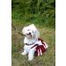 NCAA Arkansas Razorbacks Dog Cheerleader Outfit  X-Small XS Arkansas Razorbacks - Buy Online on GoSupps.com