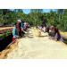 Kaphi Beans Single Origin Medium Roast Yirgacheffe Ethiopian Coffee- Freshly Roasted (Filter 2kg) Filter 250 g (Pack of 1) - Buy Online on GoSupps.com