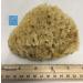 Natural Sea Wool Sponge 4-5 by Awesome Aquatics - Perfect for Bath and Shower - Buy Online on GoSupps.com