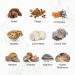 Wild Mushroom Gummies - Brain Booster & Immune Support Supplement - 60 Chews - Buy Online on GoSupps.com