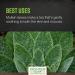 Organic Mullein Leaf - 1 lb. Bulk Bag | Frontier Co-op Cut & Sifted Verbascum thapsus L - Buy Online on GoSupps.com