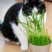 Pretty Kitty Cat Grass Seeds - 25g for 10 Pots | Natural Cat Treats | Premium Grass Seeds for Your Feline - Buy Online on GoSupps.com